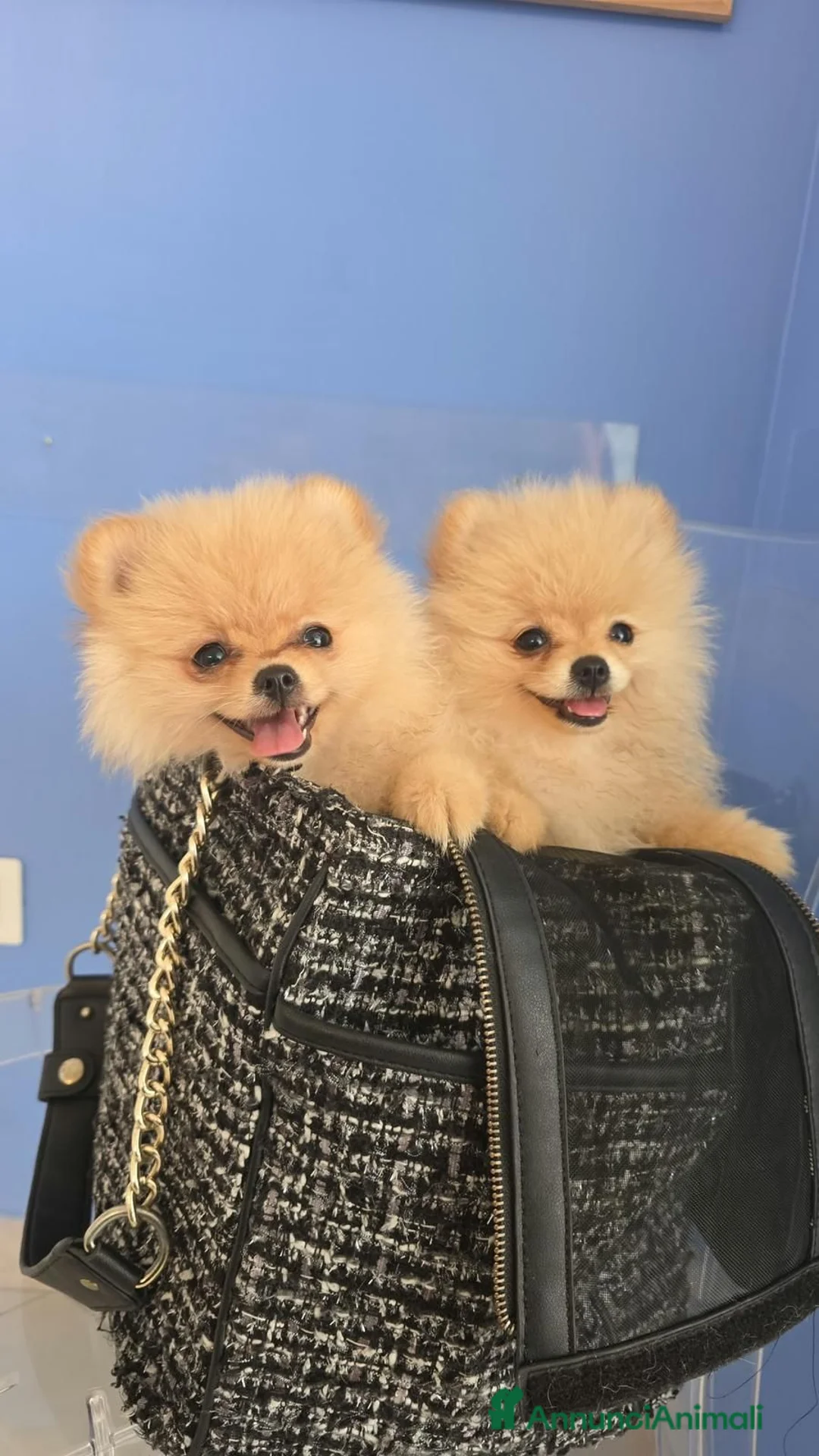 Volpino Pomerania cani in vendita: POMERANIA DUE FEMMINUCCE CREMA CON PEDIGREE - Annuncio 7