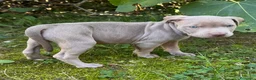 Pitbull cani in vendita: AMERICAN PITBULL TERRIER UKC  - Annuncio 6