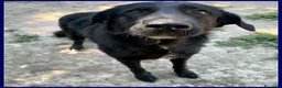 Meticcio cani in regalo: SMOG dolcissimo pacioccone a Città metropolitana di Milano - Annuncio 2