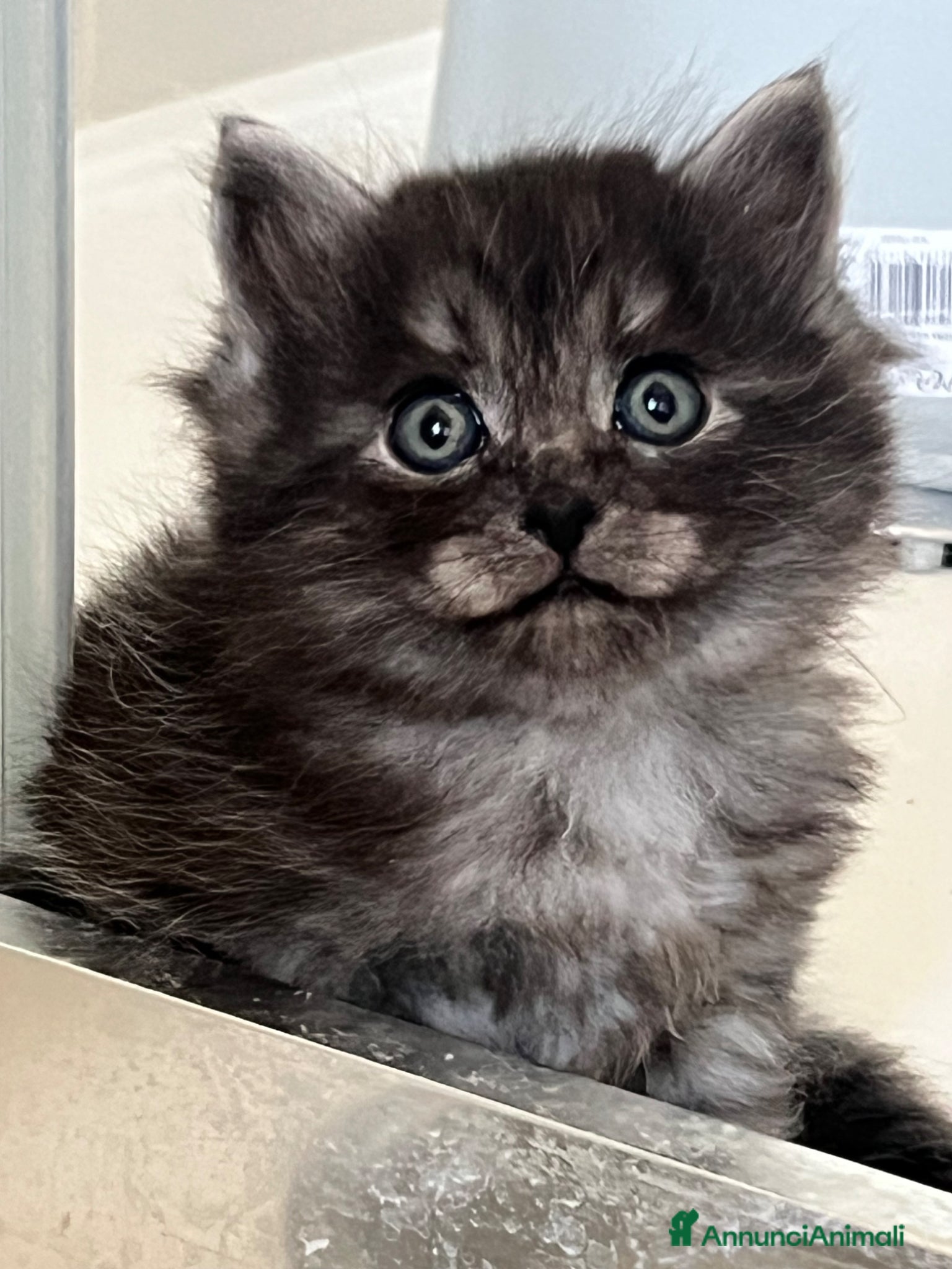 Siberiano gatti Gattini siberiani disponibili - Annuncio 29