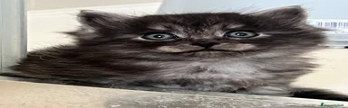 Siberiano Gattino 1