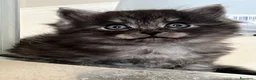 Siberiano gatti in vendita: Gattini siberiani disponibili - Annuncio 1