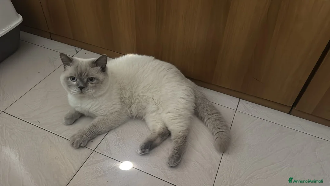 British gatti in vendita: British shorthair lilac  - Annuncio 2