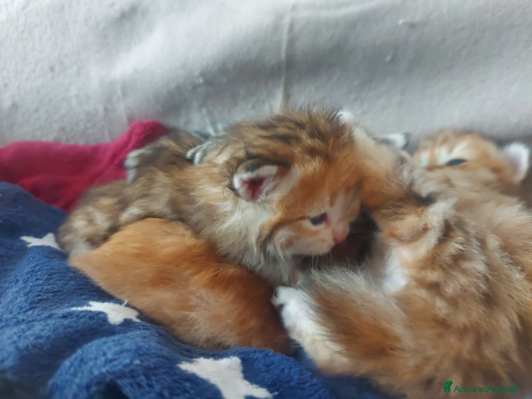 Siberiano gatti in vendita: Cuccioli di gatto Siberiano Certificati  - Annuncio 16