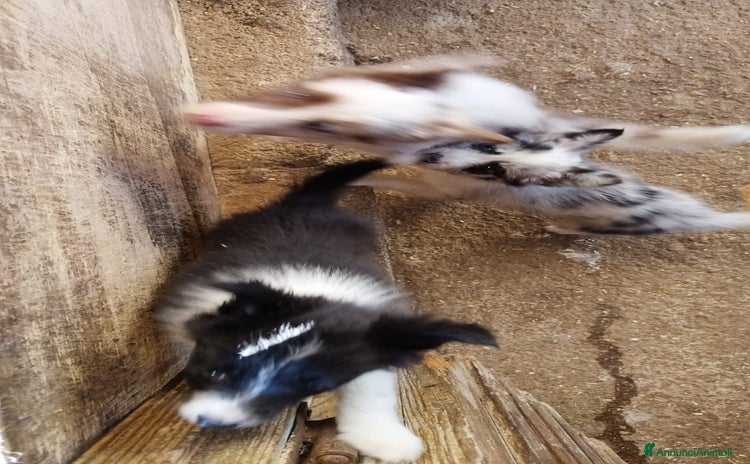 Border Collie cani - Annuncio 12