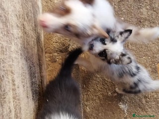 Border Collie cani Border collie - Annuncio 23