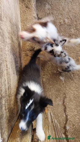 Border Collie cani - Annuncio 1