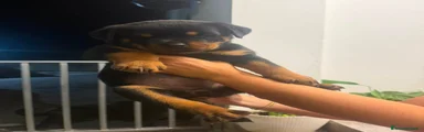 Rottweiler 2