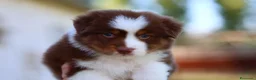 Australian Shepherd cani in vendita: Cuccioli di pastore australiano  - Annuncio 5