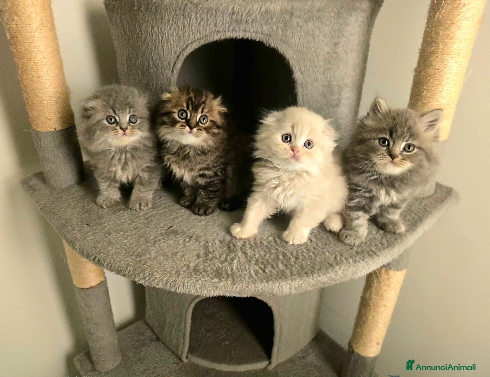 Scottish gatti Quattro adorabili cuccioli Scottish Fold&Straight  - Annuncio 40