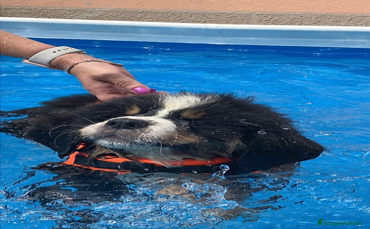Bovaro del Bernese cani a Provincia di Parma - Annuncio 1