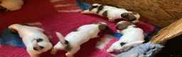 Jack Russell cani in vendita: Jack Russell terrier pelo ruvido  - Annuncio 9
