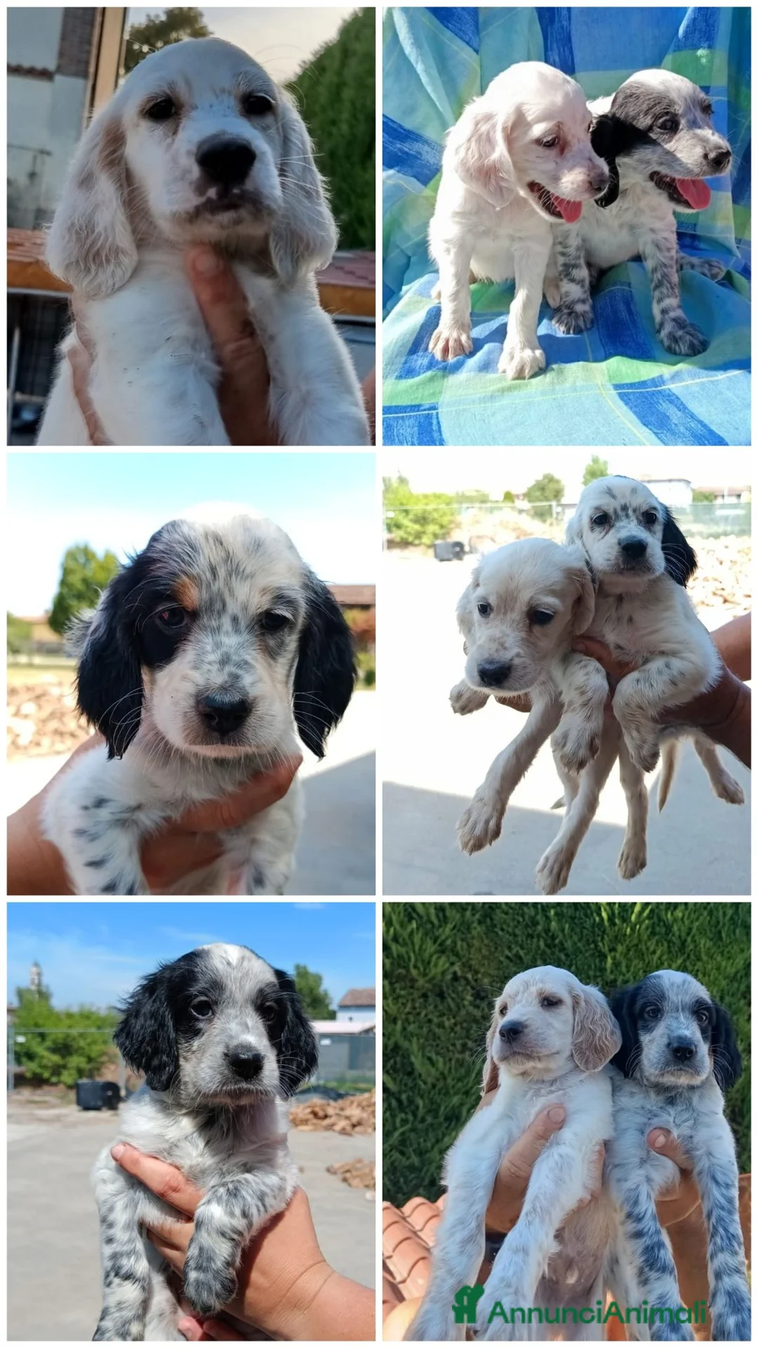 Setter Inglese cani in vendita: Cuccioli  - Annuncio 2