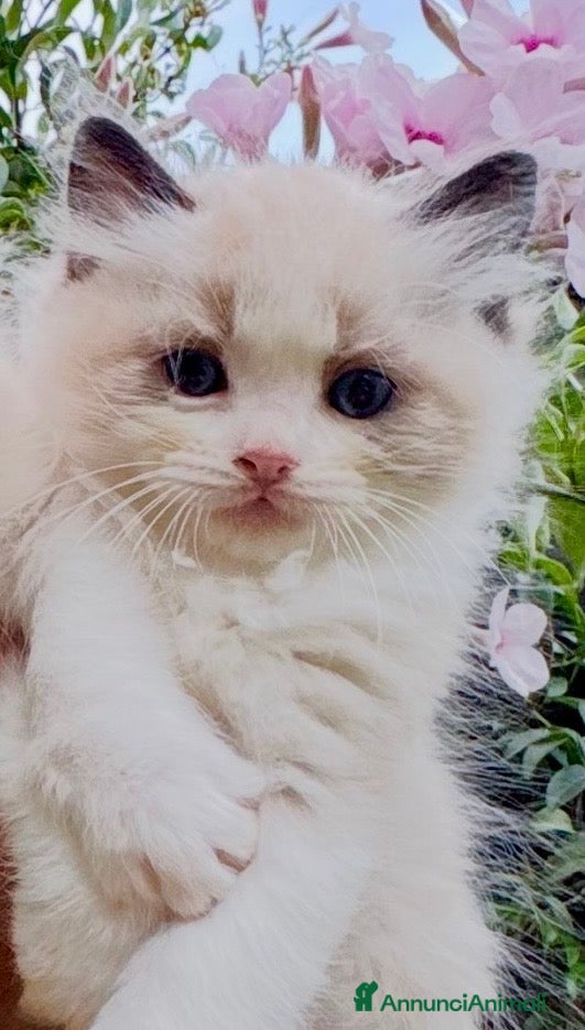 Ragdoll gatti Cuccioli RAGDOLL  Pedigree / Pet Therapy - Annuncio 1