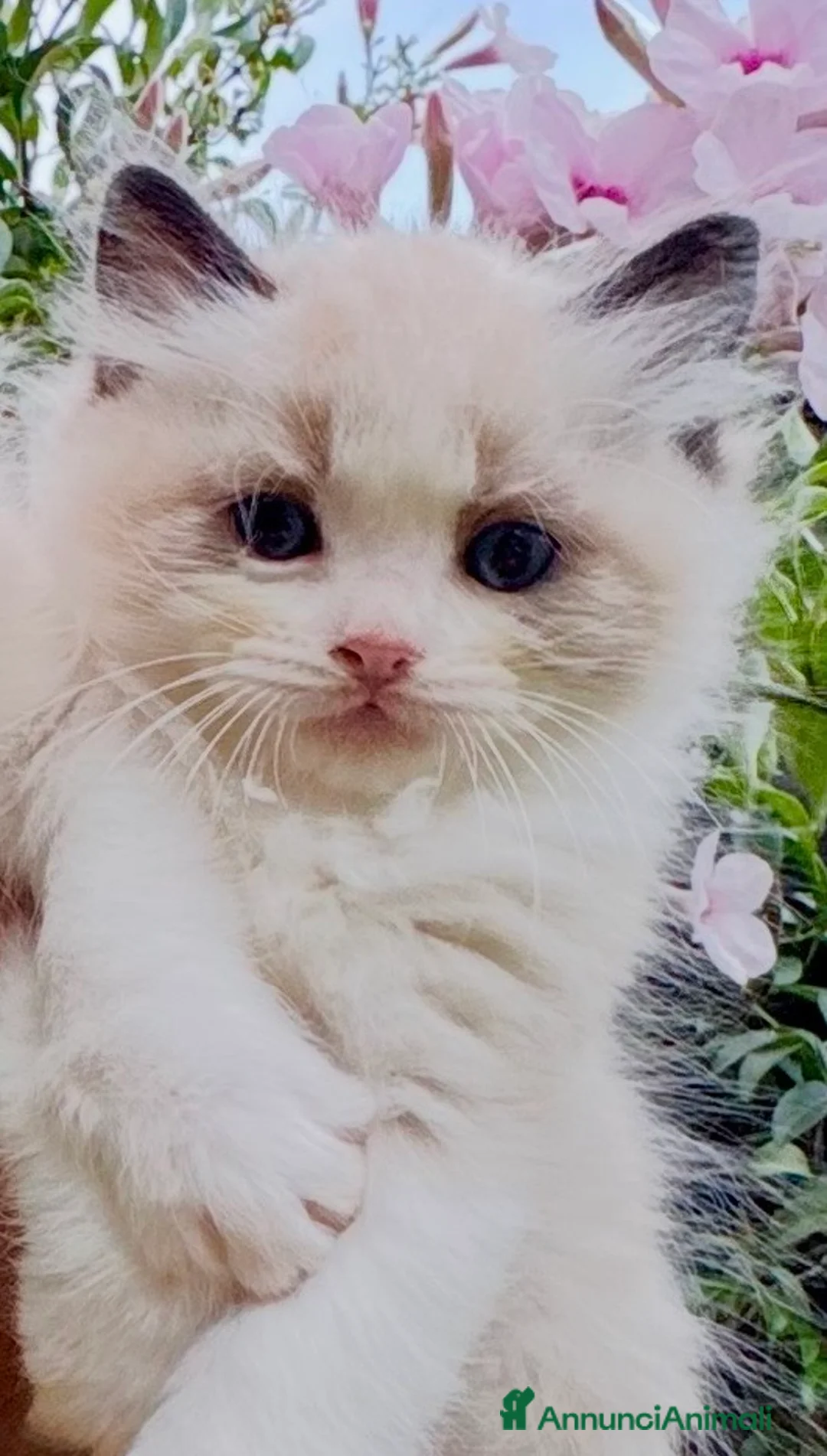 Ragdoll gatti in vendita: Cuccioli RAGDOLL  Pedigree / Pet Therapy - Annuncio 1
