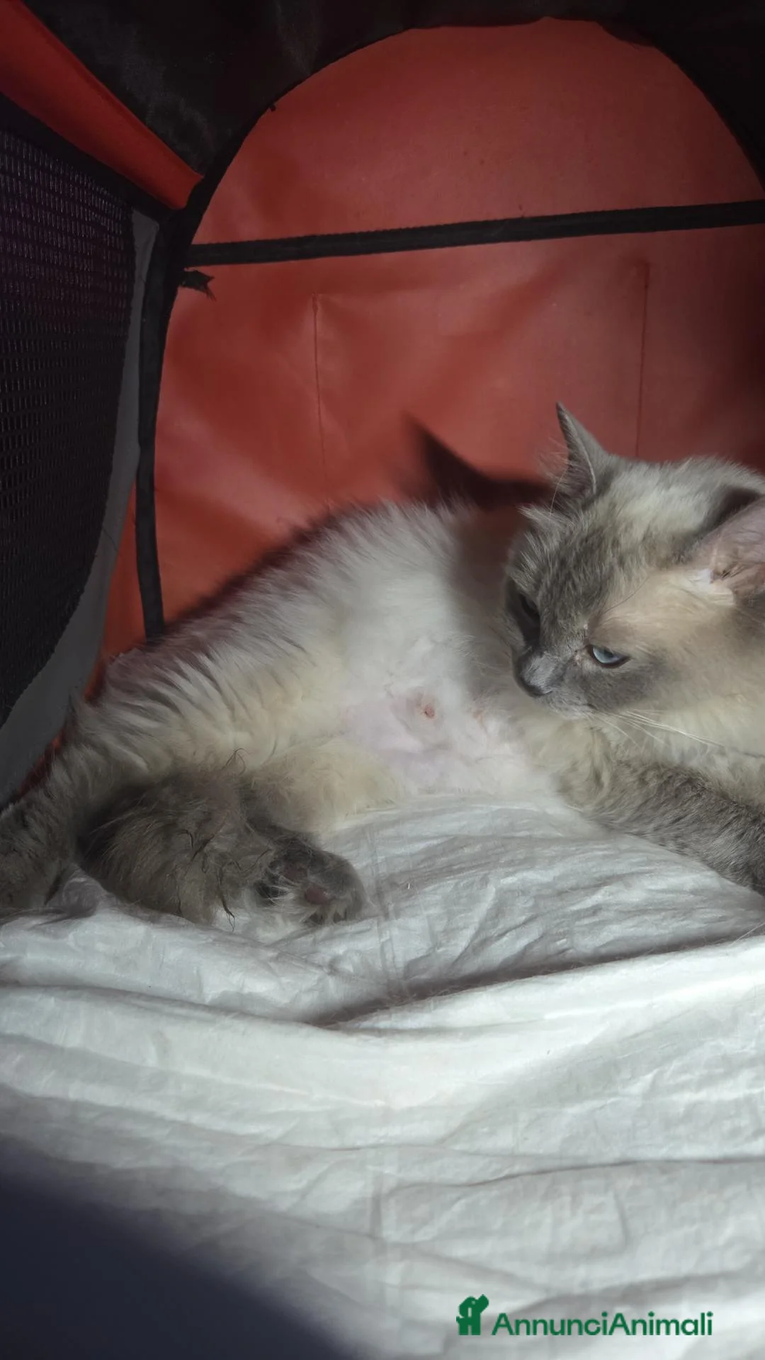 Ragdoll gatti in vendita: Ragdoll cuccioli - Annuncio 1