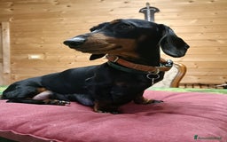 Bassotto cani in vendita: Bassotti tedeschi cioccolato, nero e arlecchino a Provincia di Viterbo - Immagine 6