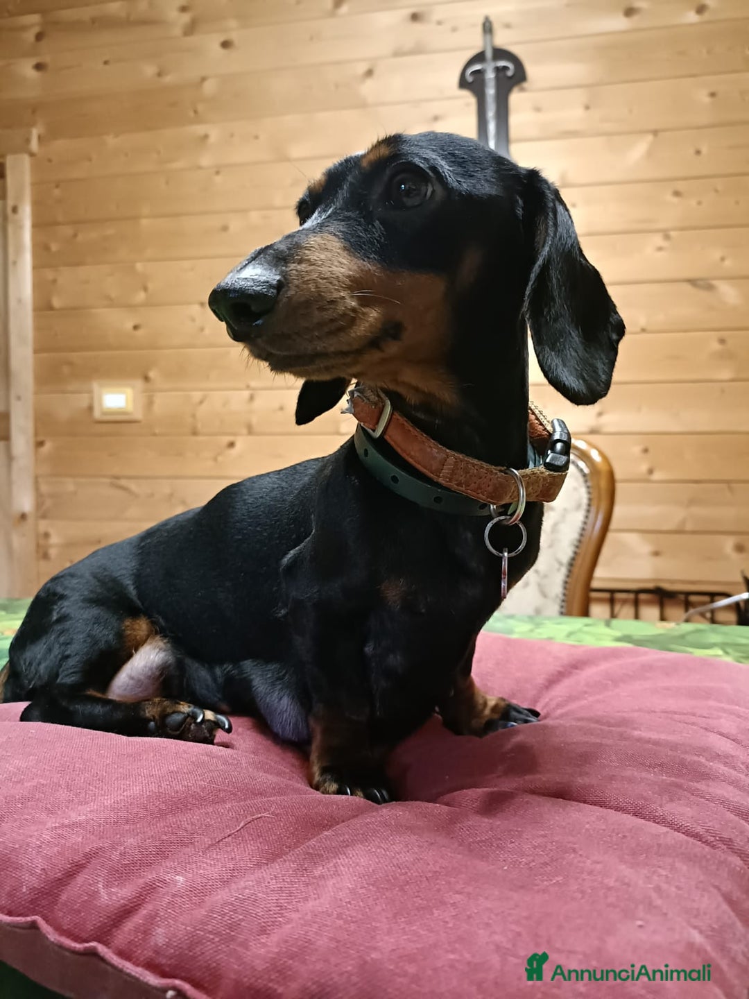 Bassotto cani in vendita: Bassotti tedeschi cioccolato, nero e arlecchino a Provincia di Viterbo - Immagine 6