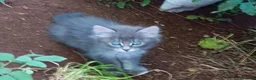 Altre razze gatti in regalo: Gattini in cerca di una casa a Provincia di Frosinone - Annuncio 1