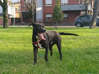 Meticcio gatti Jack - Annuncio 4