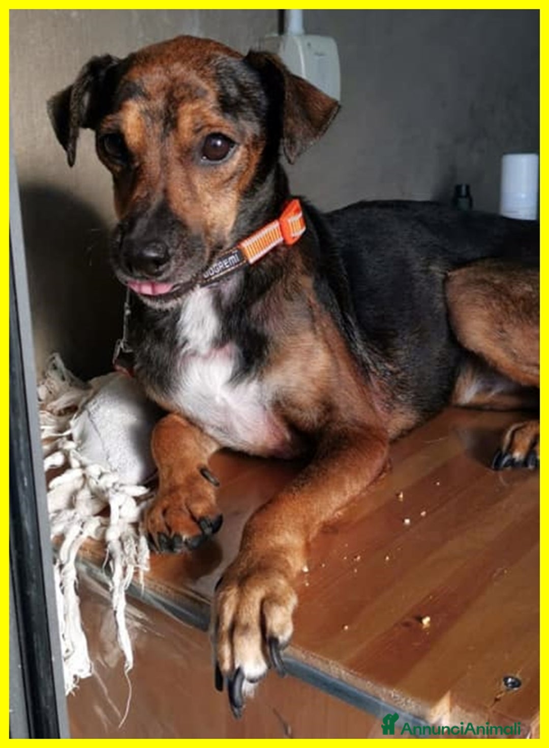 Meticcio cani in regalo: NOCINO 11anni buono con tutti! Adoz.d'amore! - Annuncio 5