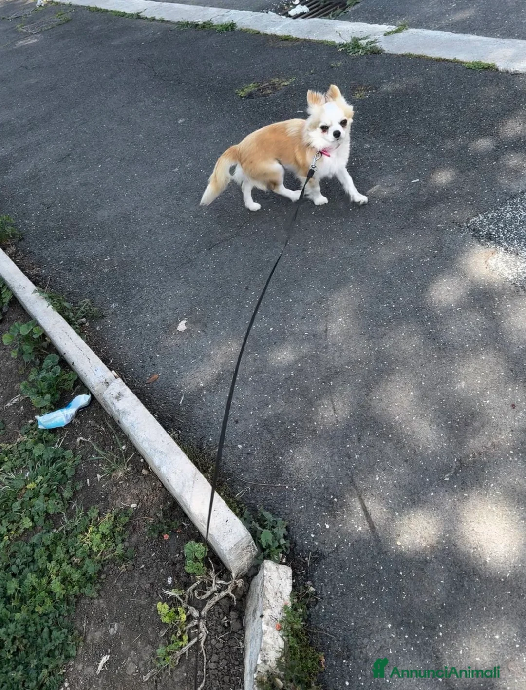 Chihuahua cani in vendita: Chihuahua  - Annuncio 5