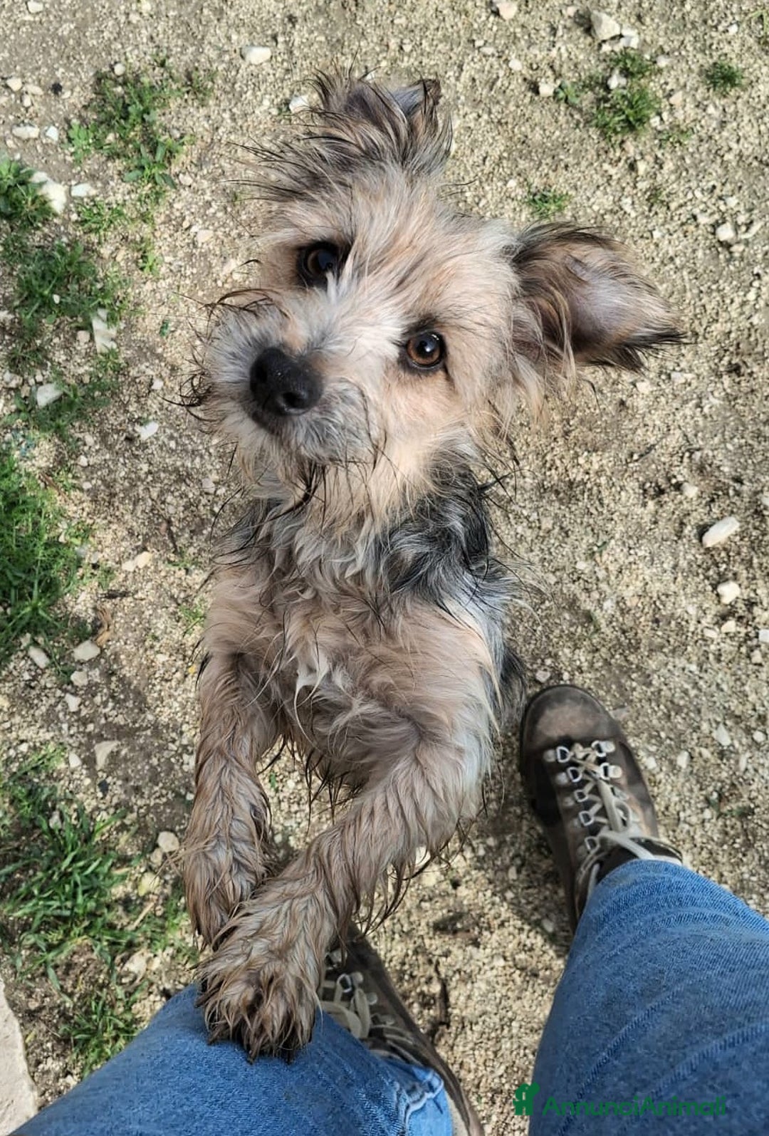 Meticcio cani in regalo: Weeny e Withcy 7 mesi taglia mini - Annuncio 3