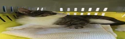 Europeo gatti in regalo: Dolcissimo gattino - Annuncio 2