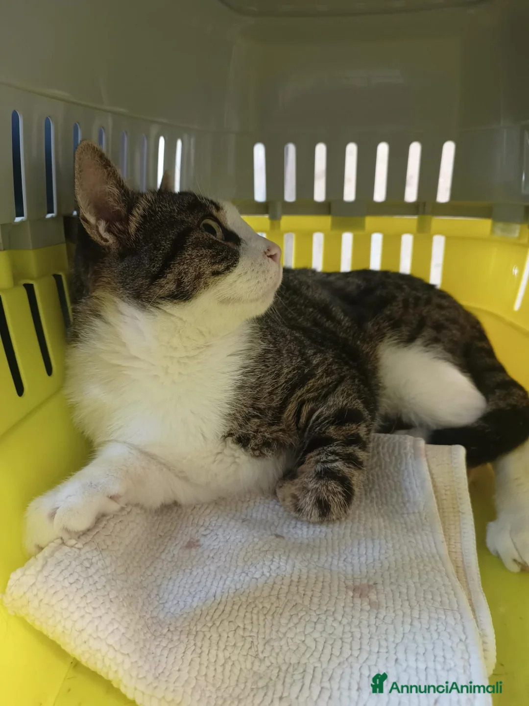 Europeo gatti in regalo: Dolcissimo gattino - Annuncio 2