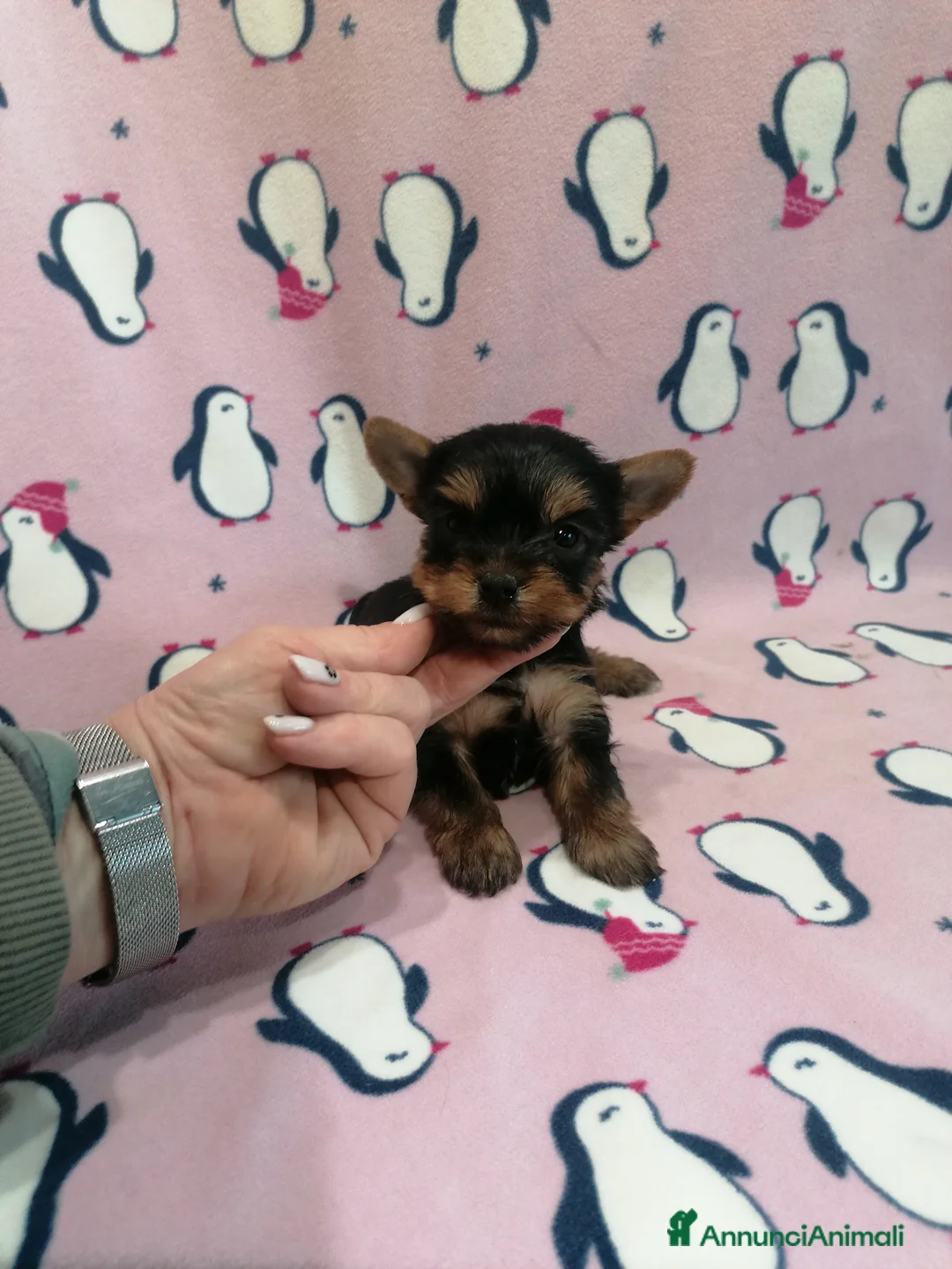 Yorkshire cani in vendita: Yorkshire Terrier cuccioli - Annuncio 2