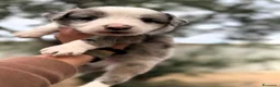 Border Collie cani in vendita: cuccioli border collie blue merle  - Annuncio 14