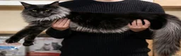 Maine Coon gatti in vendita: Meravigliose sorelline Maine coon  - Annuncio 6