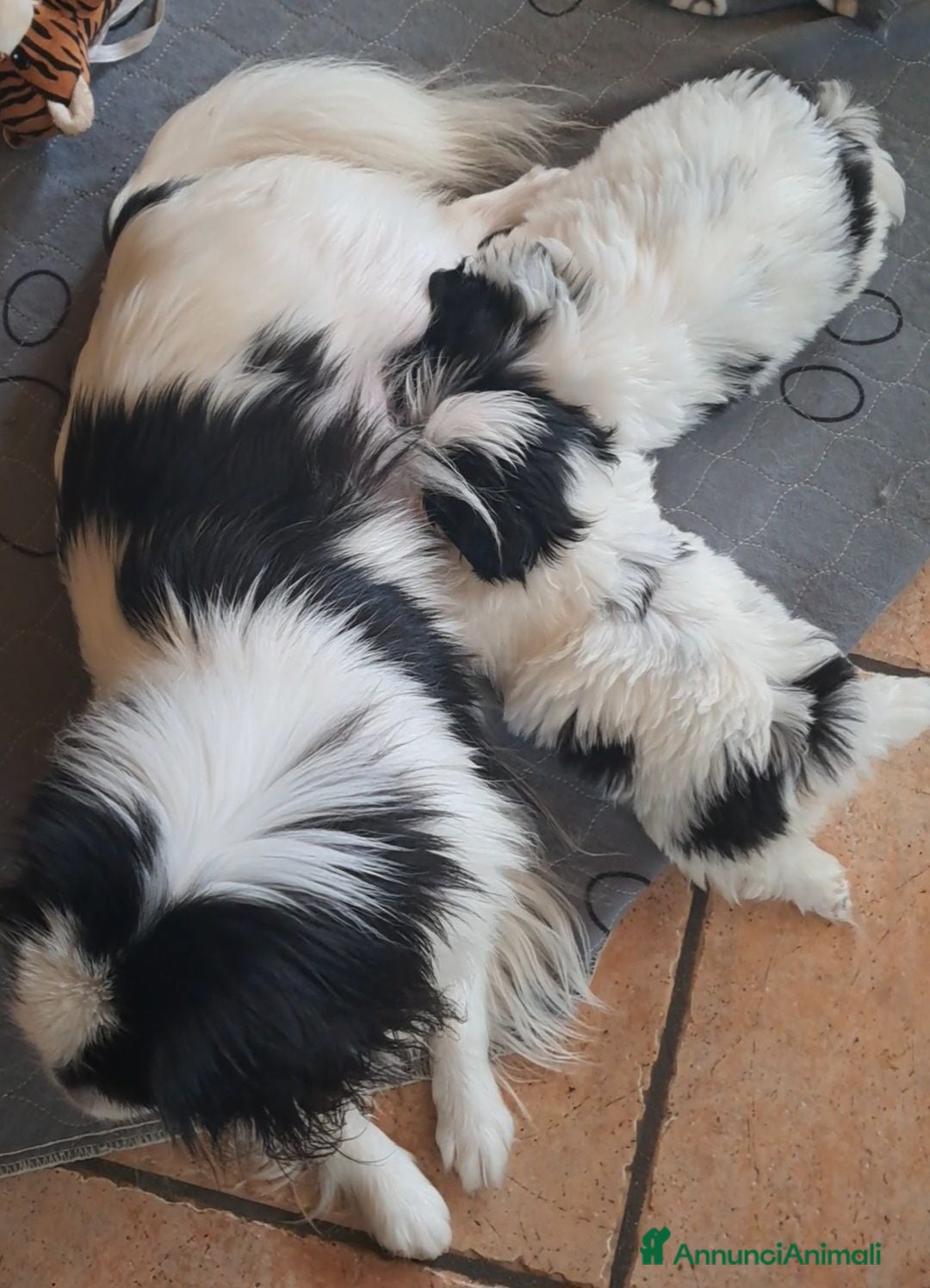 Chin cani in vendita: Cuccioli Japan Chin - Annuncio 1