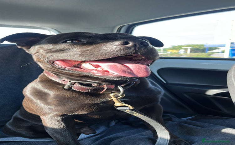 Staffordshire cani - Annuncio 1