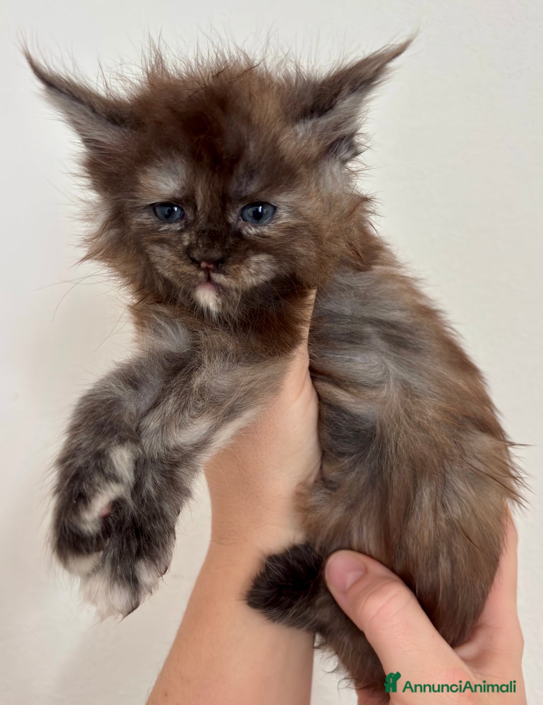 Maine Coon gatti in vendita: Maine Coon - Annuncio 1