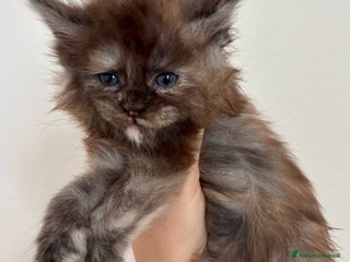 Maine Coon gatti Maine Coon - Annuncio 4