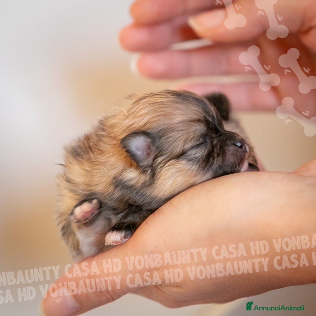 Volpino Pomerania cani in vendita: Cuccioli Spitz Nano di Pomerania - Annuncio 2