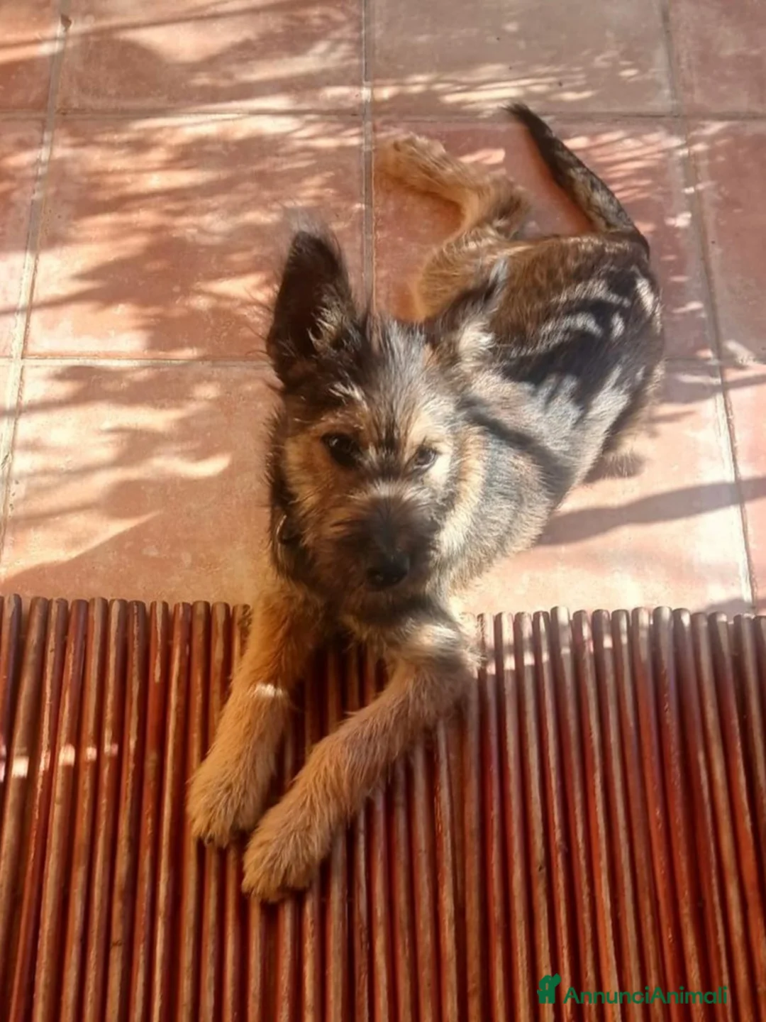 Meticcio cani in regalo: Oreste 6/7mesi tg media PRESTO IN CANILE!SOS OLBIA - Annuncio 3