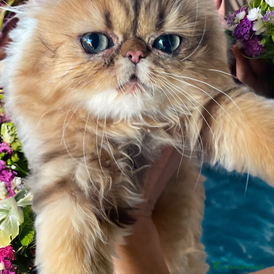 Persiano gatti in vendita: gatta persiana golden shaded di alta genealogia a Città Metropolitana di Bologna - Immagine 3