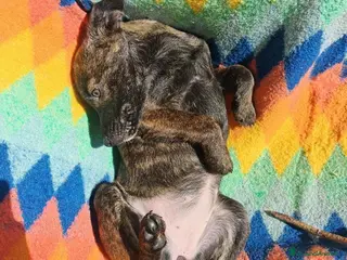 Meticcio cani MARGOT 🩷 - cucciola super dolce cerca casa 🙏🏻 - Annuncio 4