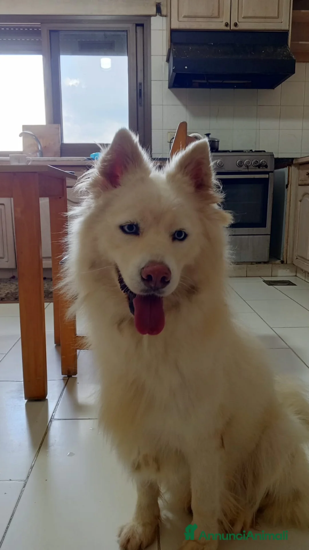 Pastore Svizzero cani in regalo: Splendida simil Husky e Pastore Svizzero - VICKY - Annuncio 1