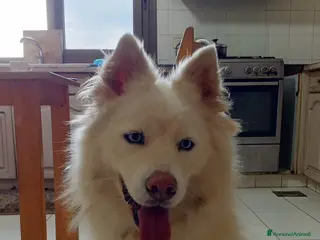 Pastore Svizzero cani Splendida simil Husky e Pastore Svizzero - VICKY - Annuncio 2