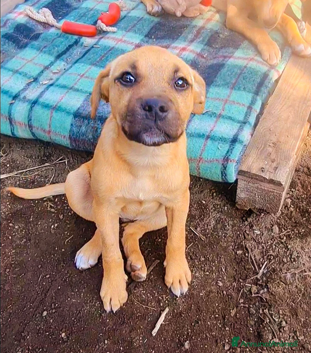 Pitbull cani in regalo: Trilly cucciola tenerissima - Annuncio 2