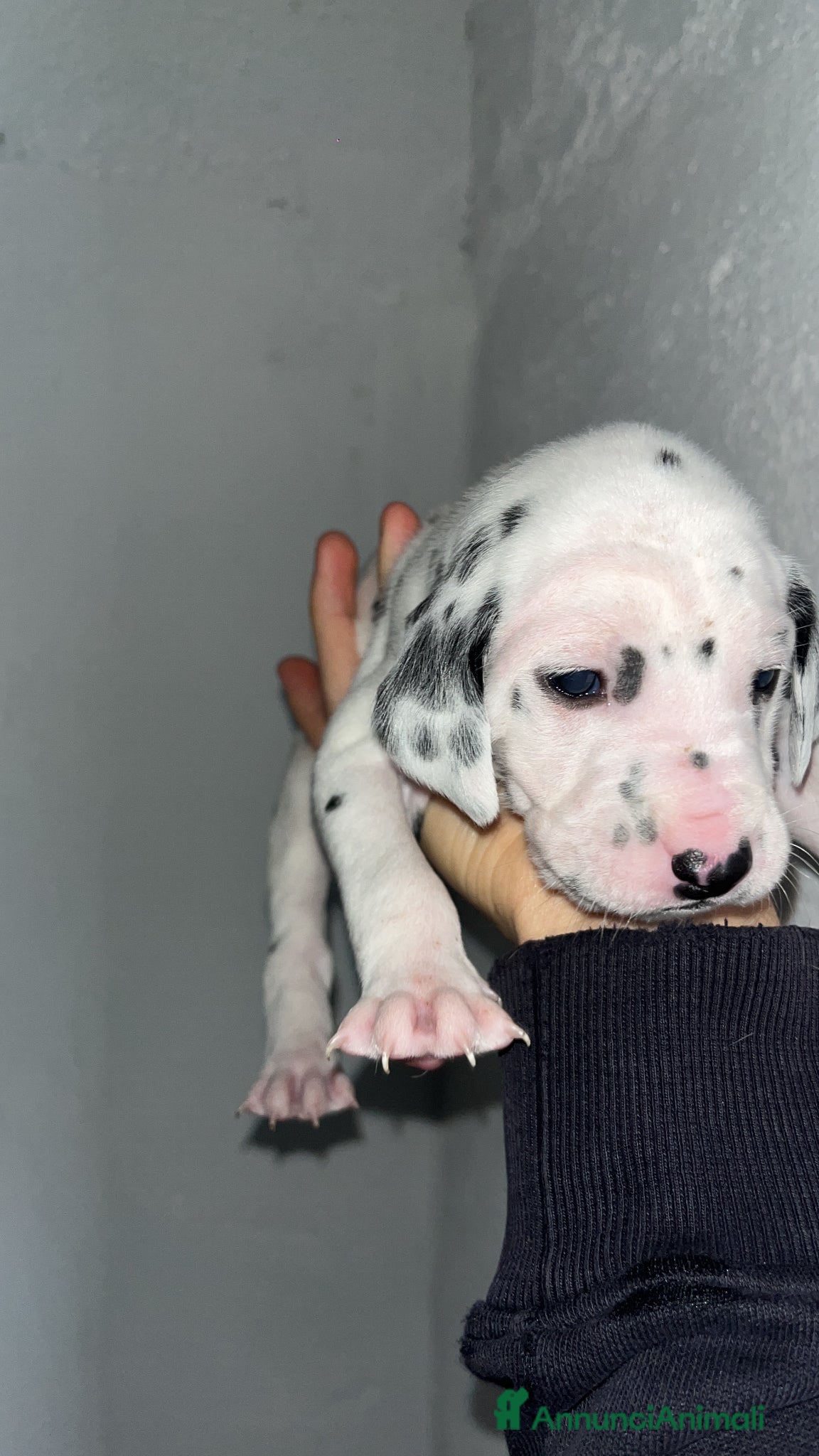 Dalmata cani Vendita cani cuccioli dalmata - Annuncio 1