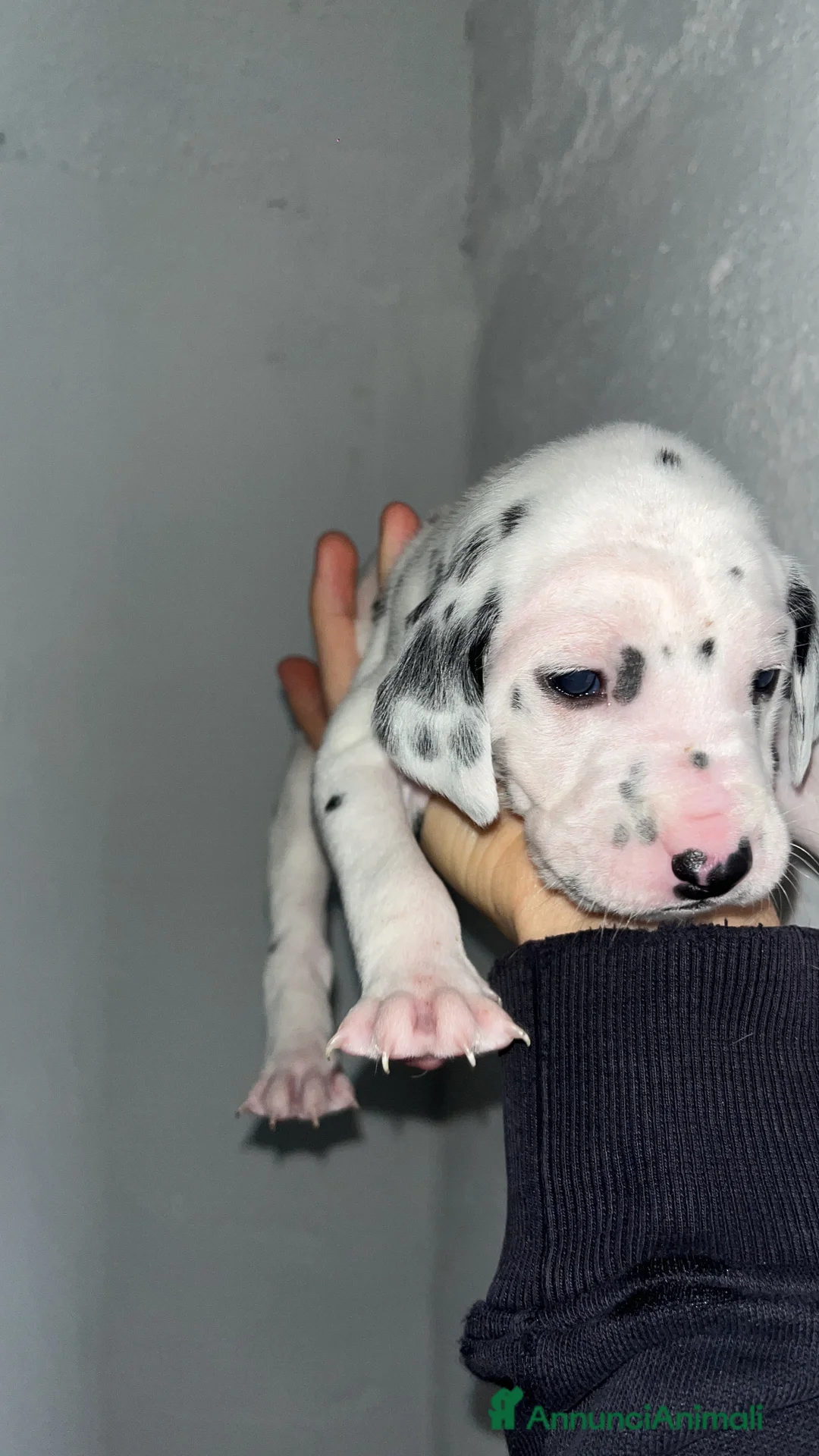 Dalmata cani in vendita: Vendita cani cuccioli dalmata - Annuncio 1