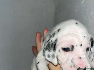 Dalmata cani Vendita cani cuccioli dalmata - Annuncio 6