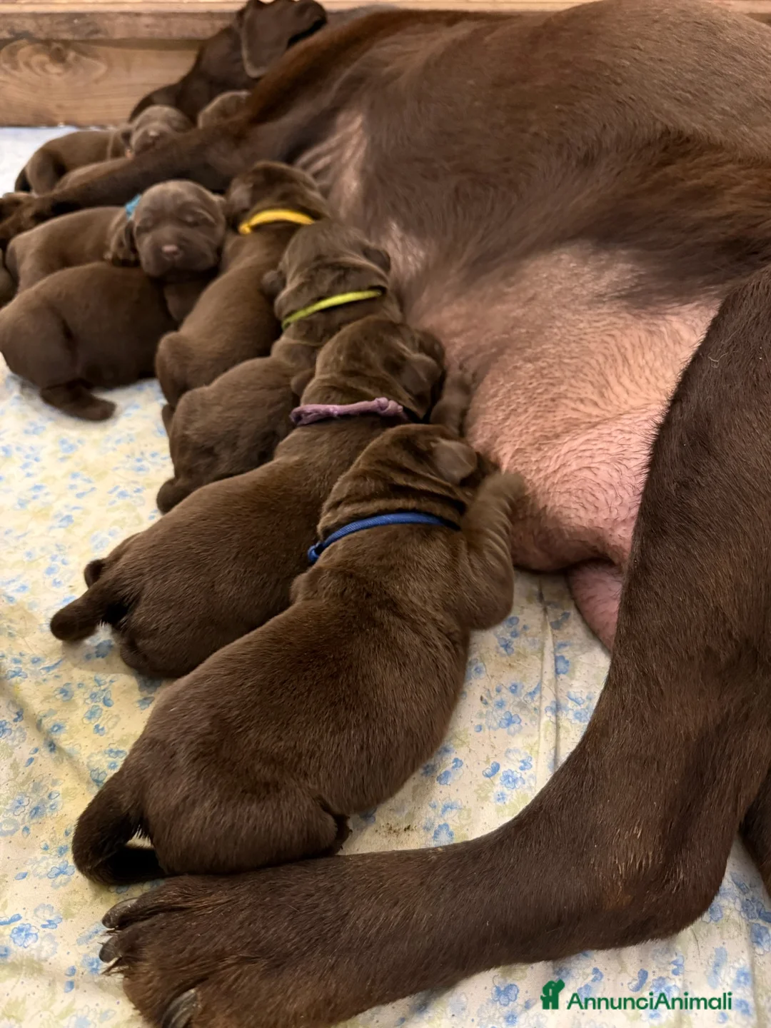 Labrador cani in vendita: Labrador Retriever Chocolate  - Annuncio 4