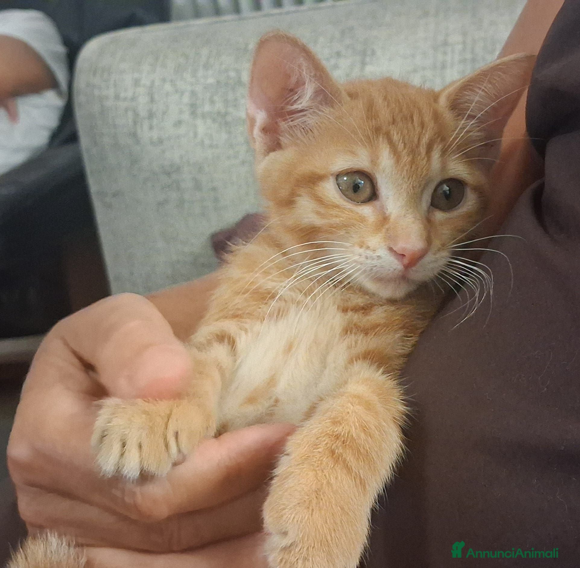 Meticcio gatti Frida, rossina, 2 mesi e mezzo  - Annuncio 17