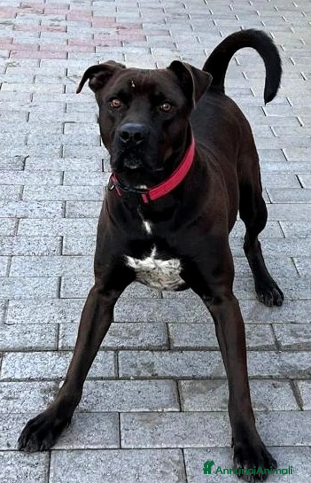 Meticcio cani in regalo: NIGEL BELLISSIMO PIT - Annuncio 1