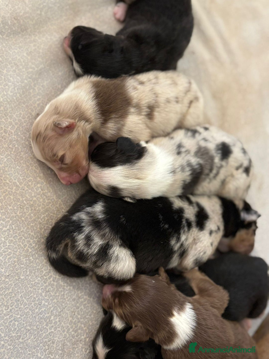 Australian Shepherd cani in vendita: Cuccioli di Pastore Australiano con pedigree ENCI - Annuncio 5